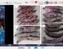 covid kai endometrios embryikos